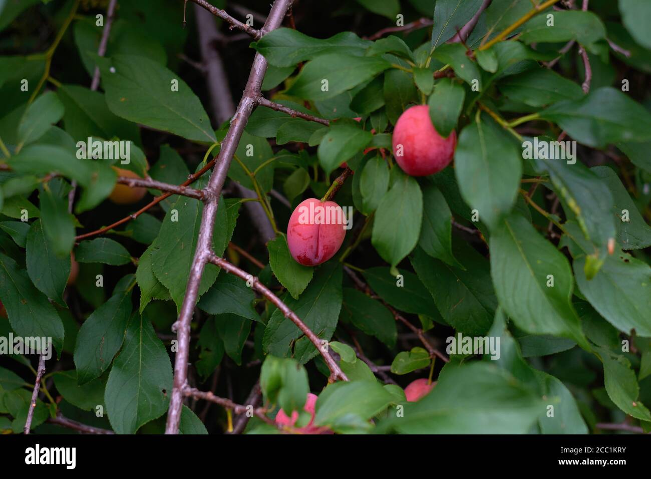 giovane prugne fresca che cresce su un ramo nel garden.selective messa a fuoco Foto Stock