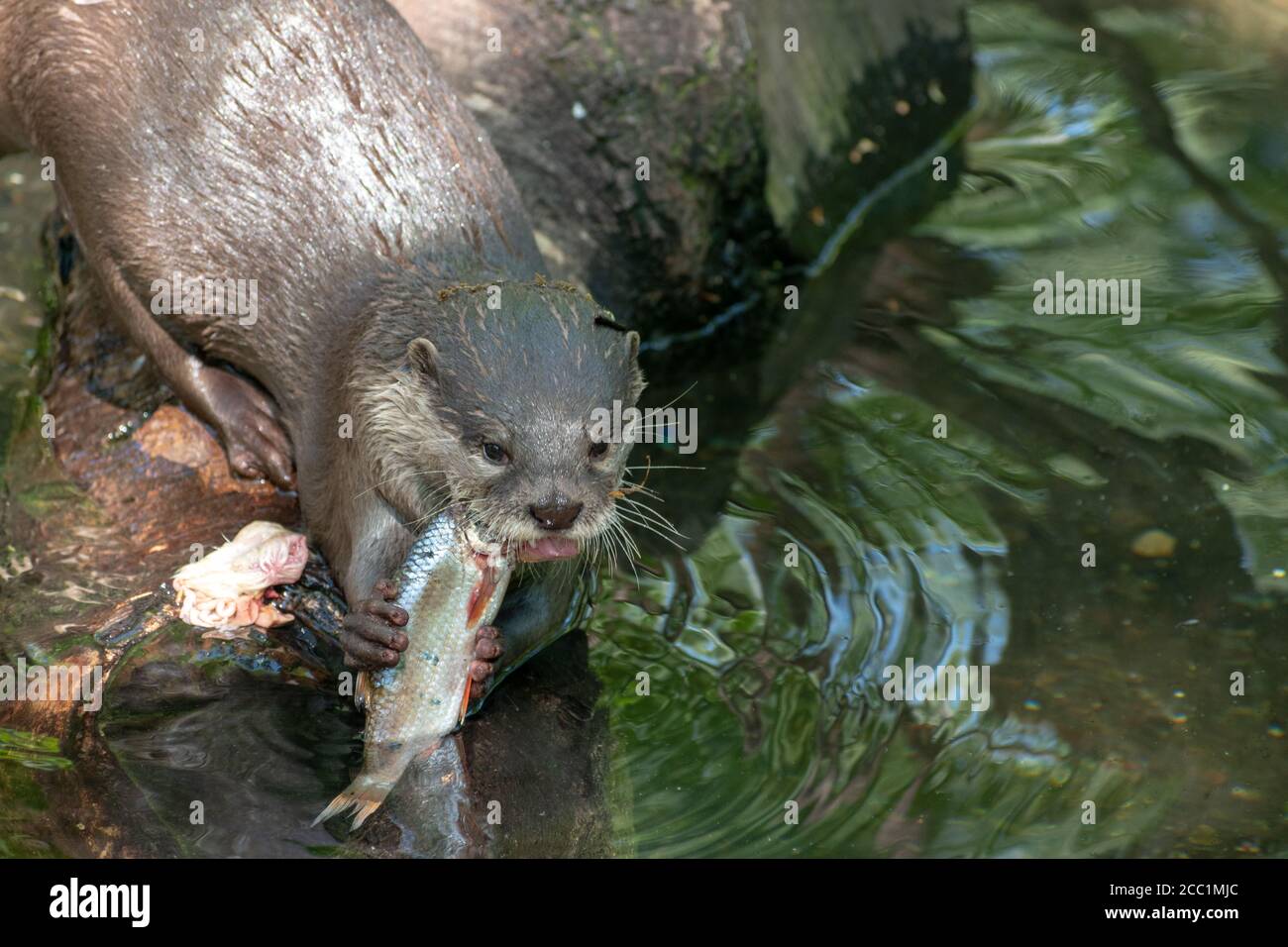 Un colpo di closeup di una lontra cattura la sua preda nel stagno Foto Stock