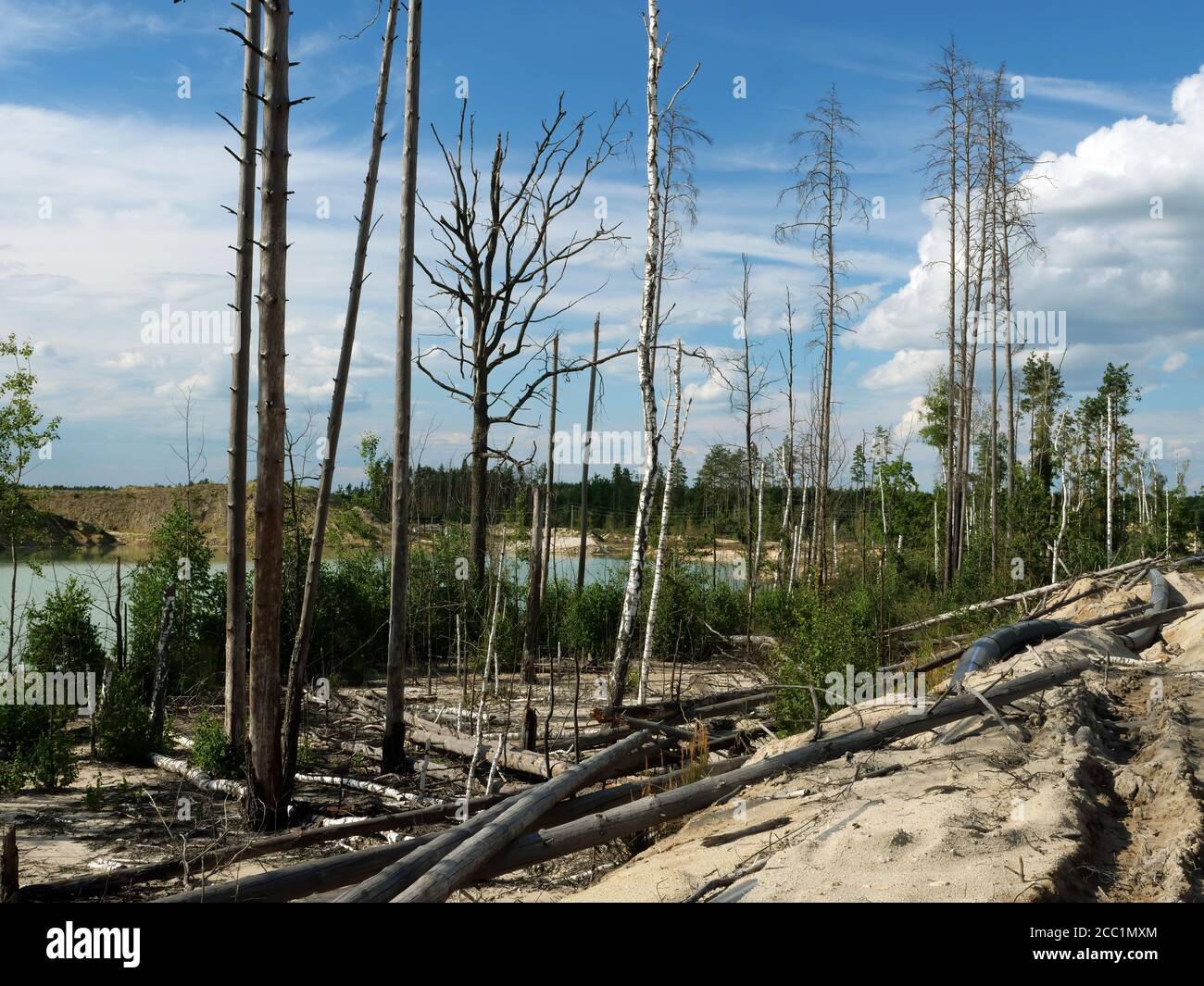 Concetto di questioni ambientali. Foreste distrutte a causa di attività industriali umane. Foto Stock