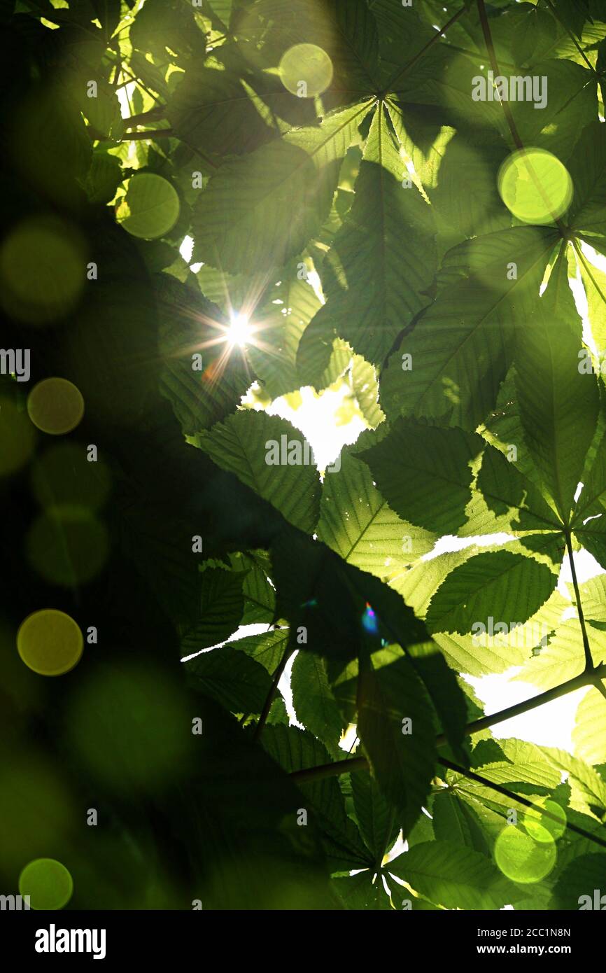 guardando in alto tra i rami di un castagno selvaggio attraverso le foglie verdi è visibile una luce solare, la luce si riflette tutto intorno Foto Stock