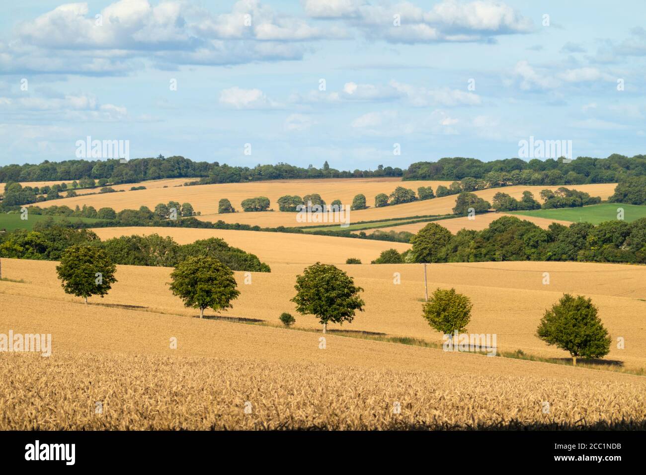 Vista sui campi di grano dorato punteggiati da alberi, East Garston, West Berkshire, Inghilterra, Regno Unito, Europa Foto Stock