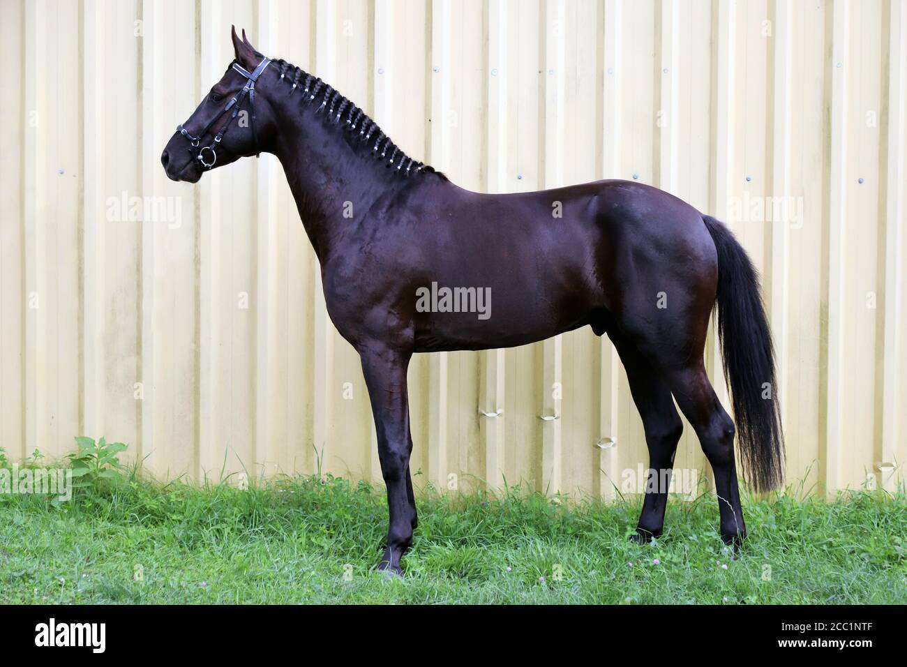 Giovane cavallo nero sella in piedi su un'asta di cavalli in vendita Foto  stock - Alamy