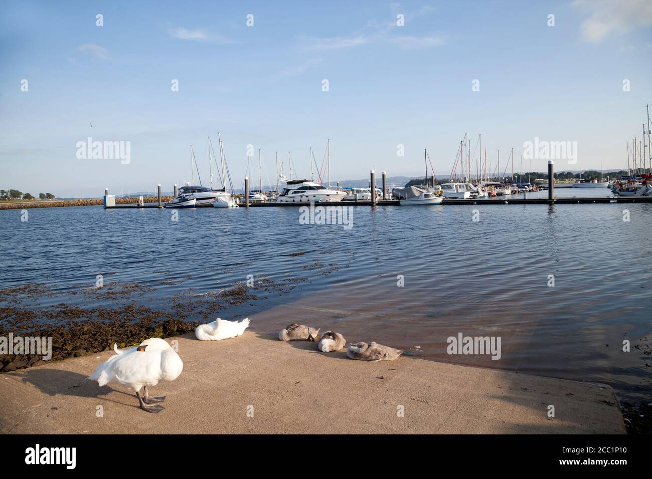 Mute cigni (Cygnus olor) con creti sulla marina scivoli. Foto Stock