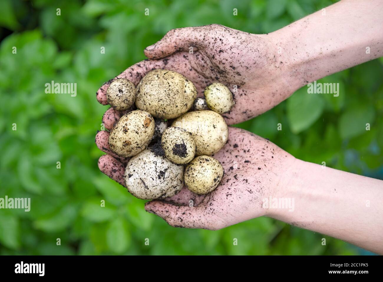 Patate da semina piantate coltivate in casa tenute in un paio di mani giovani di fronte alle vivaci foglie verdi delle piante di patate. Vista dall'alto. Foto Stock