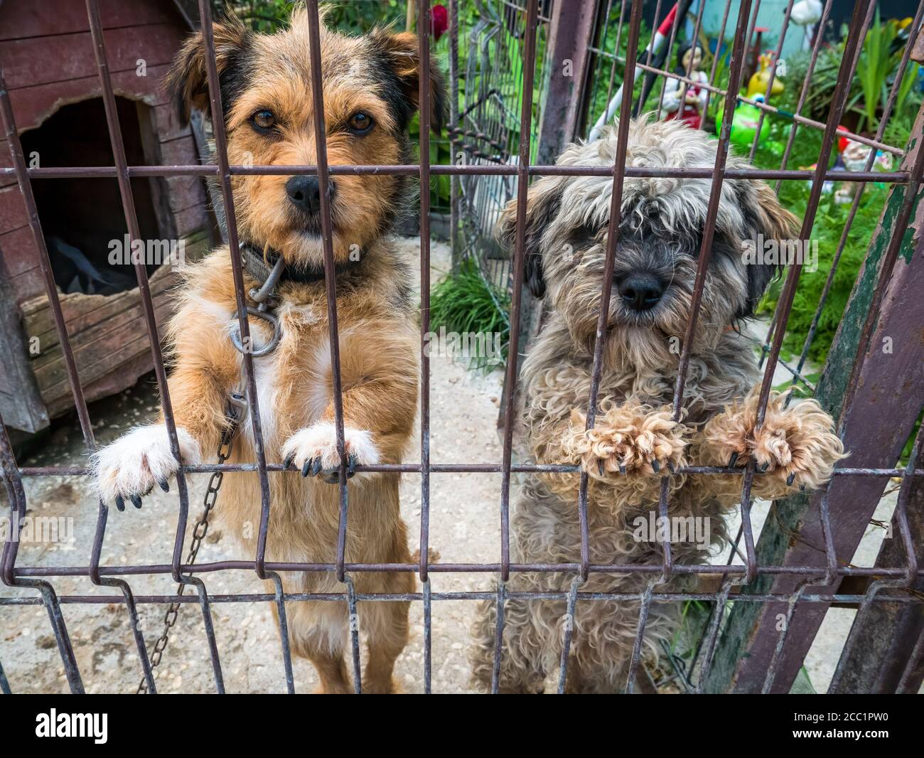 Due piccoli cani Terrier An Poodle dietro una recinzione con catena intorno al collo. Cani in gabbia. Foto Stock