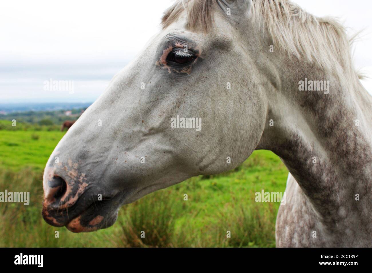 Primo piano del viso e del collo di un cavallo grigio ananas con la pelle rosa intorno alla bocca e gli occhi su un campo su Winter Hill, Inghilterra Foto Stock