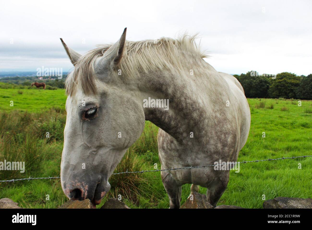 Dapple Grey cavallo faccia e collo, con pelle rosa intorno alla bocca e agli occhi, sniffing una roccia su Winter Hill, Inghilterra Foto Stock