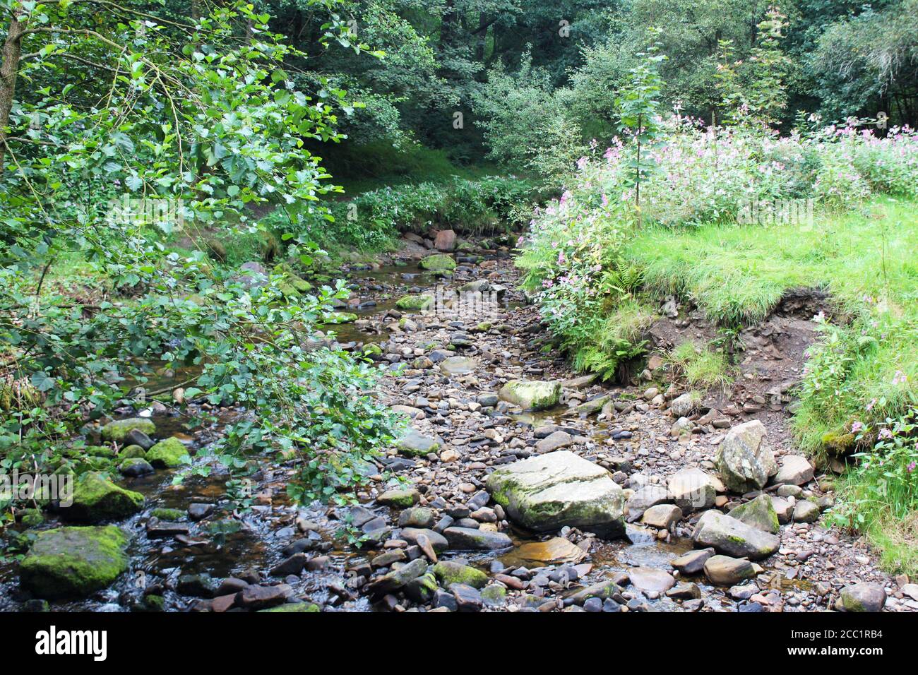 Il torrente è stato surcresciuto e riempito di roccia attraverso i boschi di Barrow Bridge, Inghilterra Foto Stock