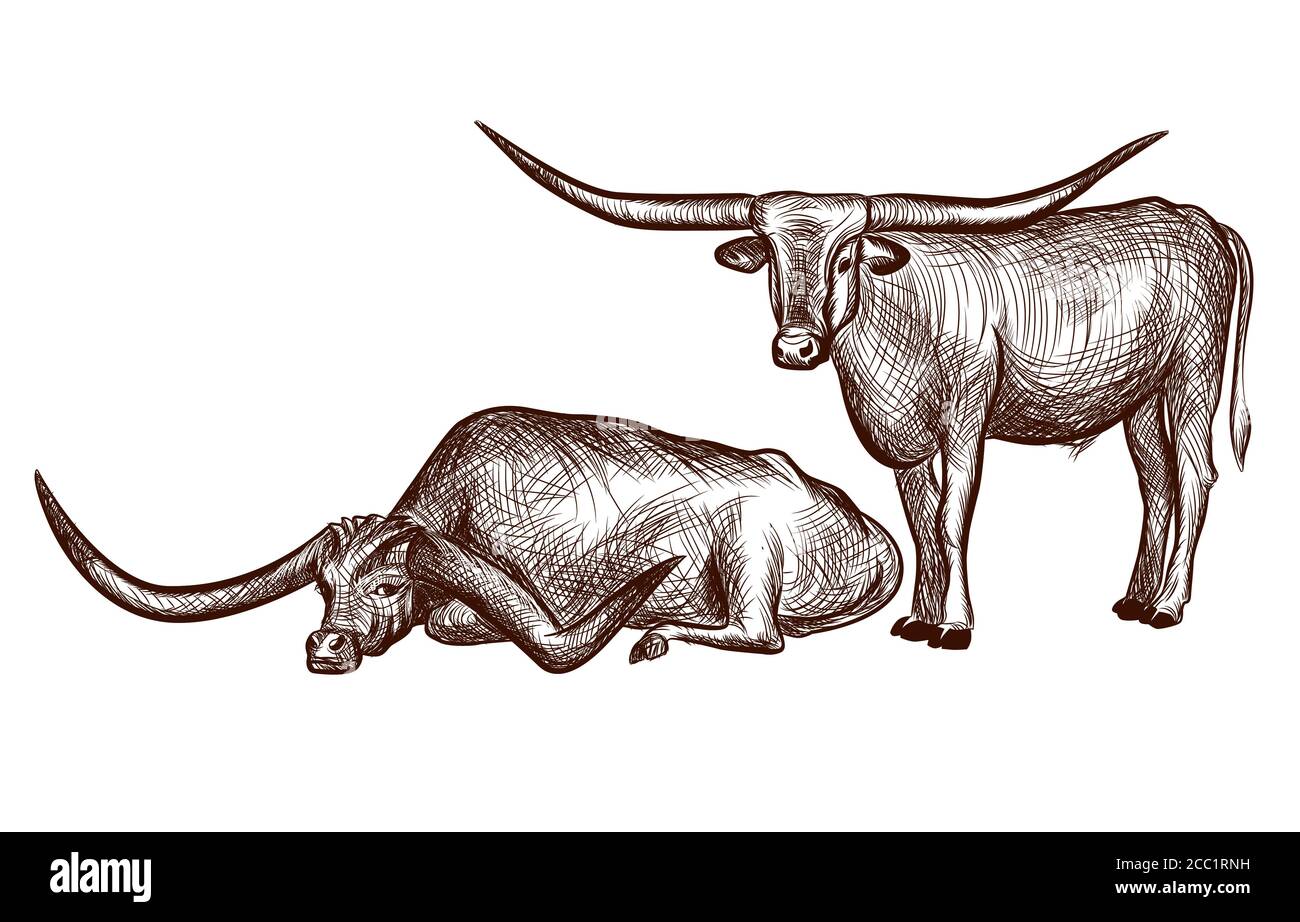 Due tori texani Longhorn, disegno nazionale dell'inchiostro animale illustrazione disegnata a mano isolata su sfondo bianco illustrazione per colorare la pagina del libro. Vettore Illustrazione Vettoriale