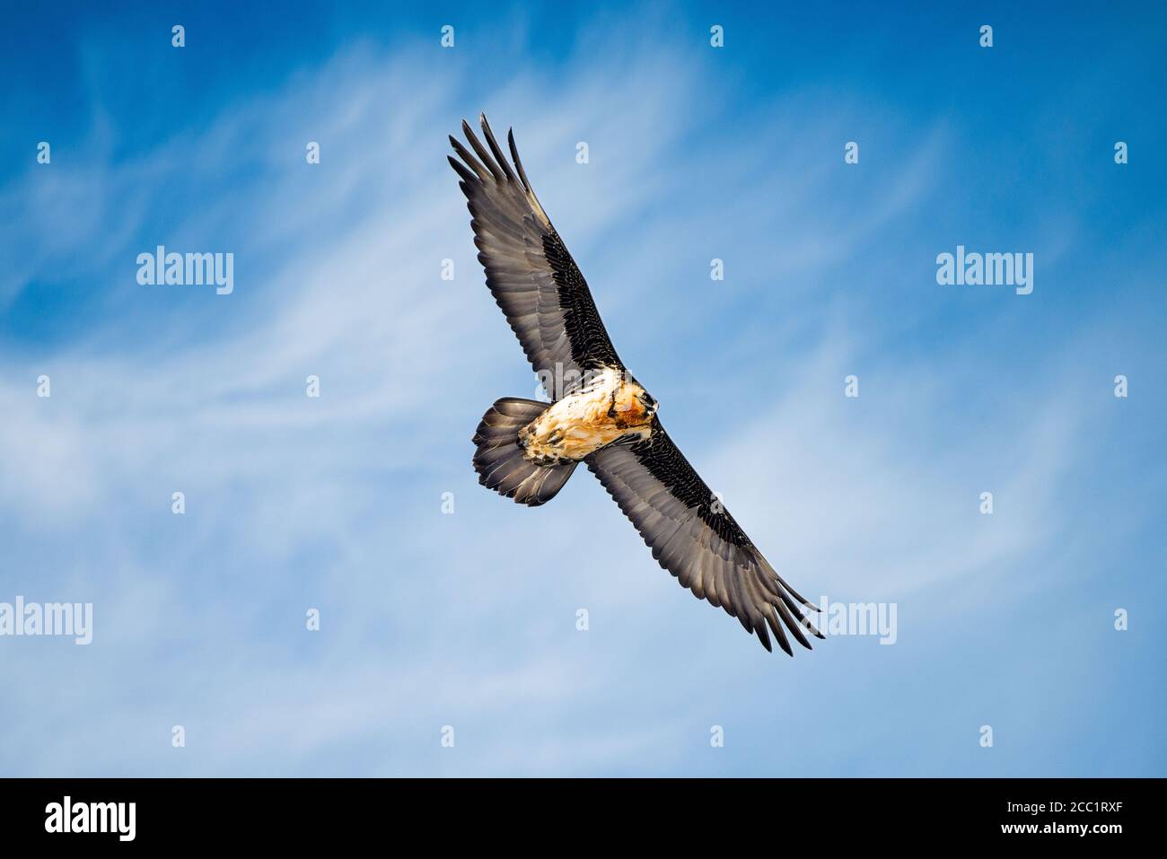 Un avvoltoio della barba vola nel cielo sopra la foresta. // Ein Bartgeier fliegt über dem Wald in den Alpen. Foto Stock