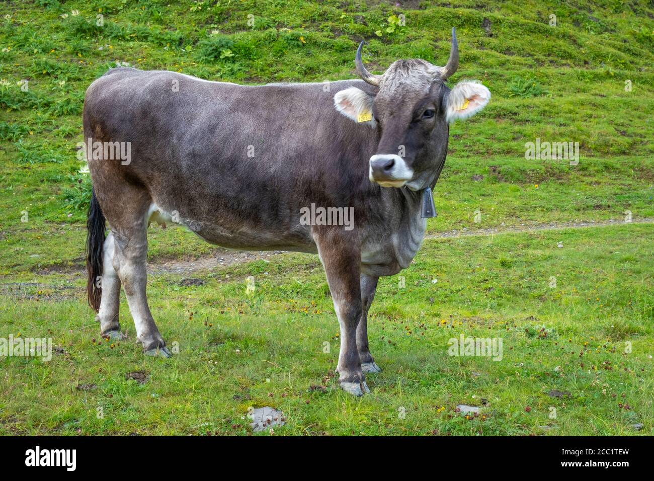 Mucca su un campo verde in montagna al Zuerser See, Vorarlberg Foto Stock