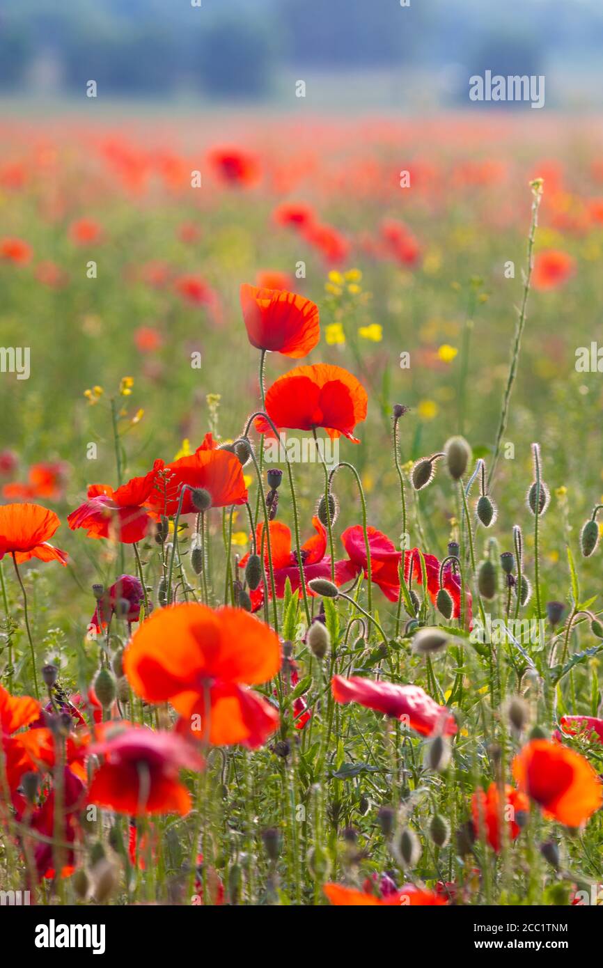 Campo di papavero, il simbolo per ricordare gli eroi caduti della guerra Foto Stock