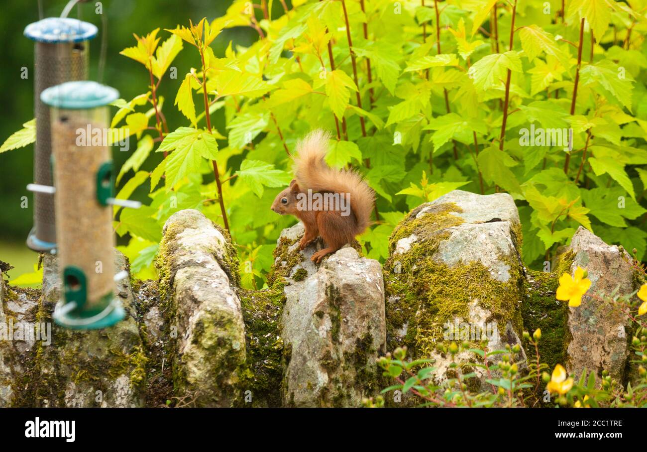 Uno scoiattolo rosso seduto su un muro di giardino accanto agli alimentatori di uccelli, Scozia. Foto Stock