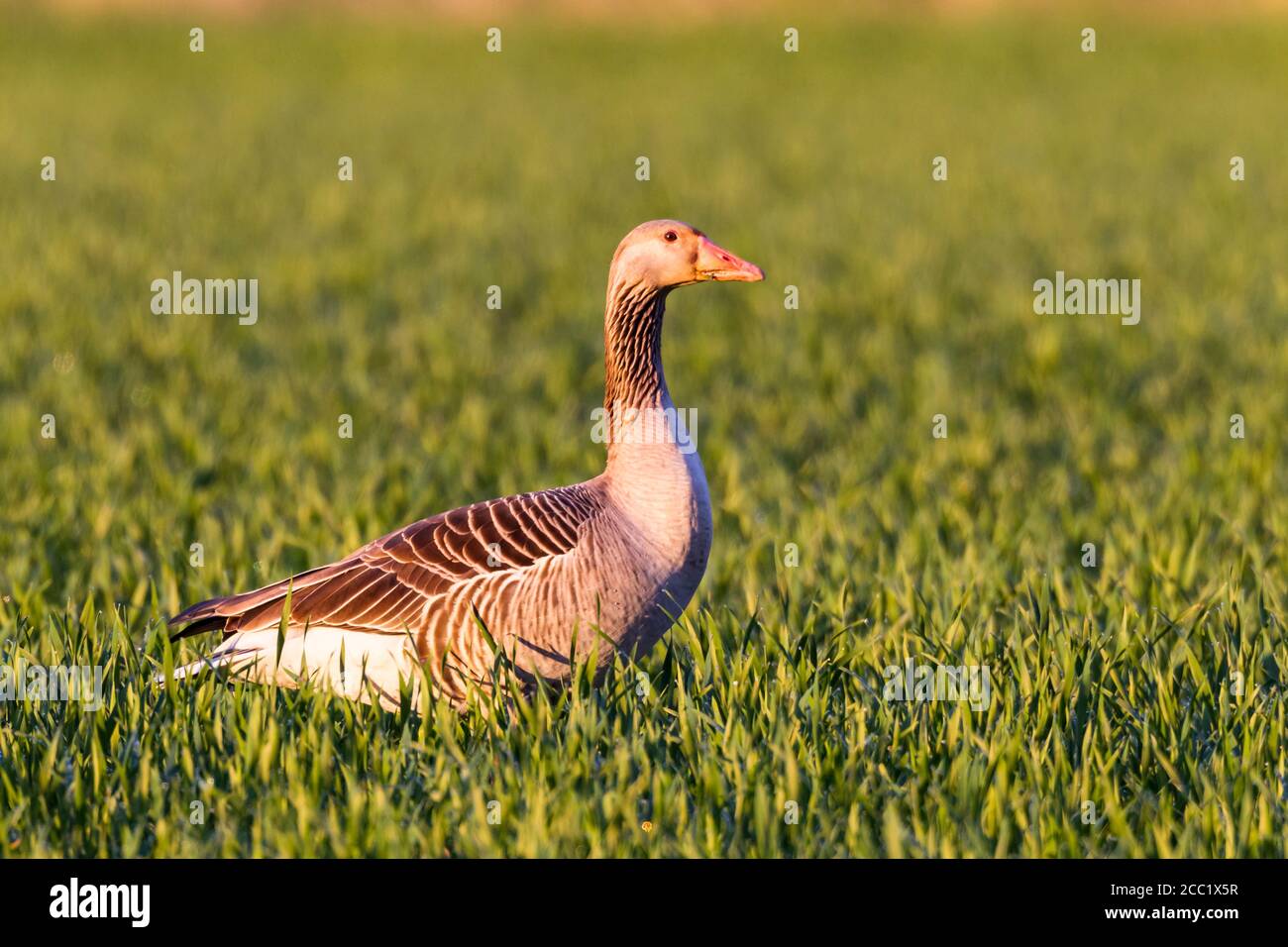 Germania, Hesse, oca Graylag bird si appollaia su erba Foto Stock