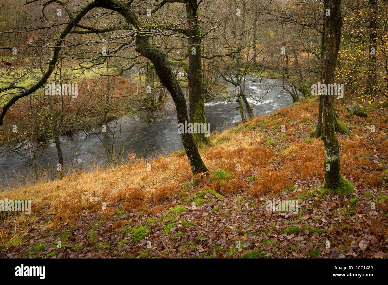Il fiume Brathay in boschi nel Lake District National Park, Cumbria, Inghilterra. Foto Stock