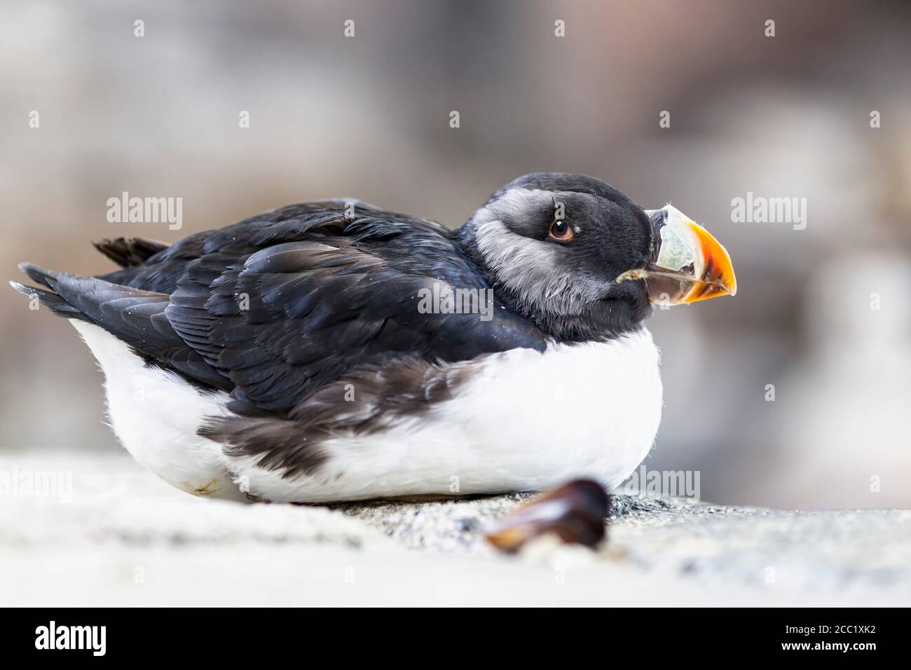 Stati Uniti d'America, Alaska, cornuto puffini, Fratercula corniculata Foto Stock