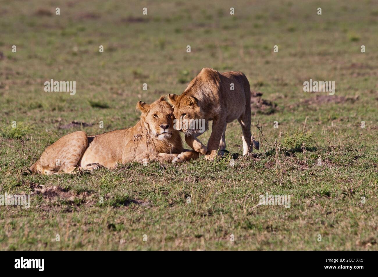 Africa, Kenya, Lions nel Parco Nazionale di Maasai Mara Foto Stock