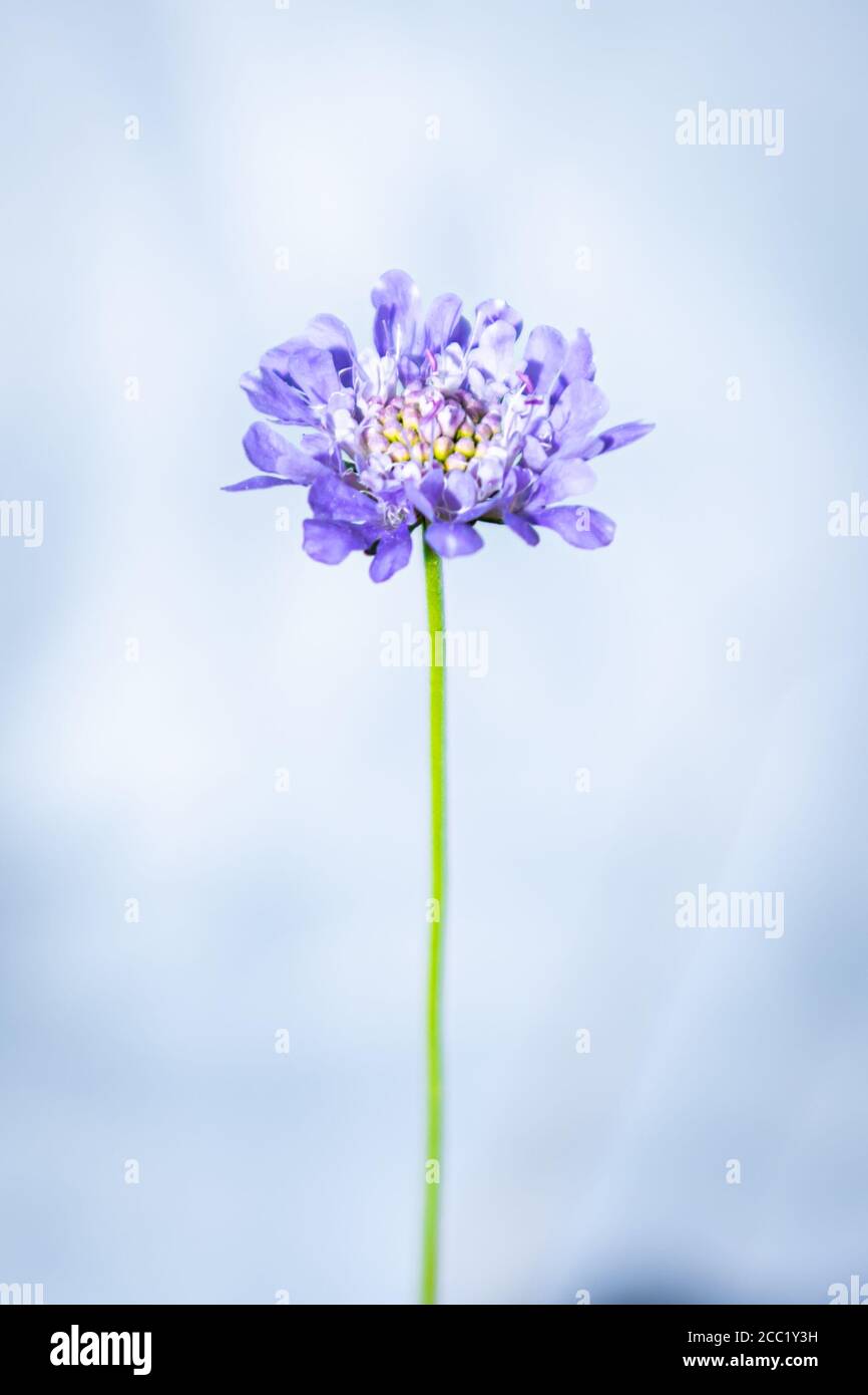 Fiore selvatico scabio Foto Stock