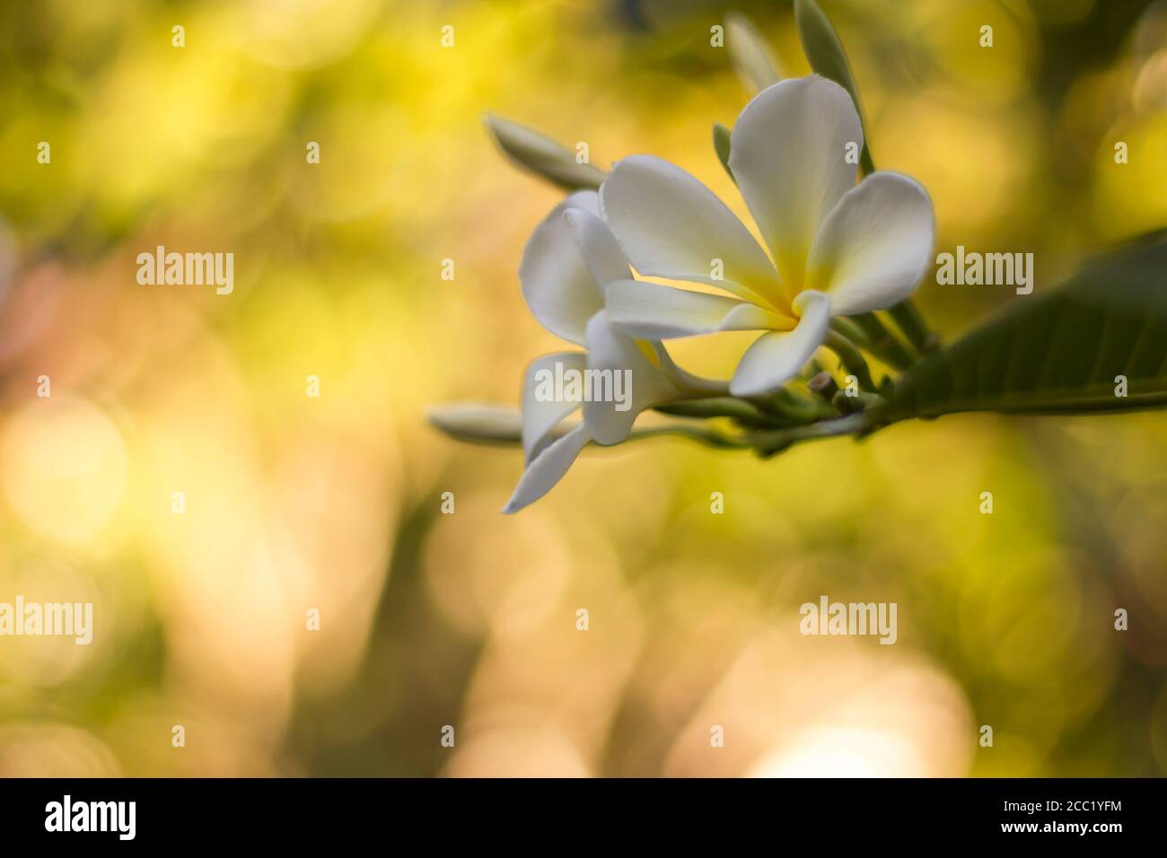 Thailandia, Plumeria fiore in giardino Foto Stock