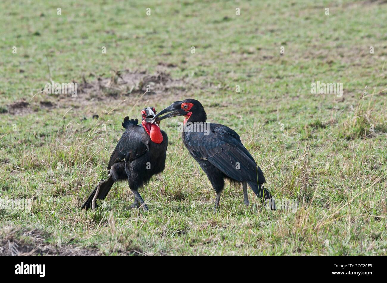 Africa, Kenya, uccelli della becco d'uccello della terra meridionale nel Parco Nazionale di Maasai Mara Foto Stock