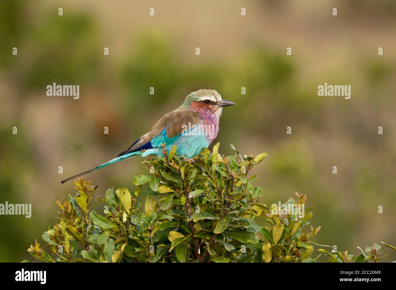 Africa, Kenya, Lilac-Breasted Roller Bird su ramo, primo piano Foto Stock
