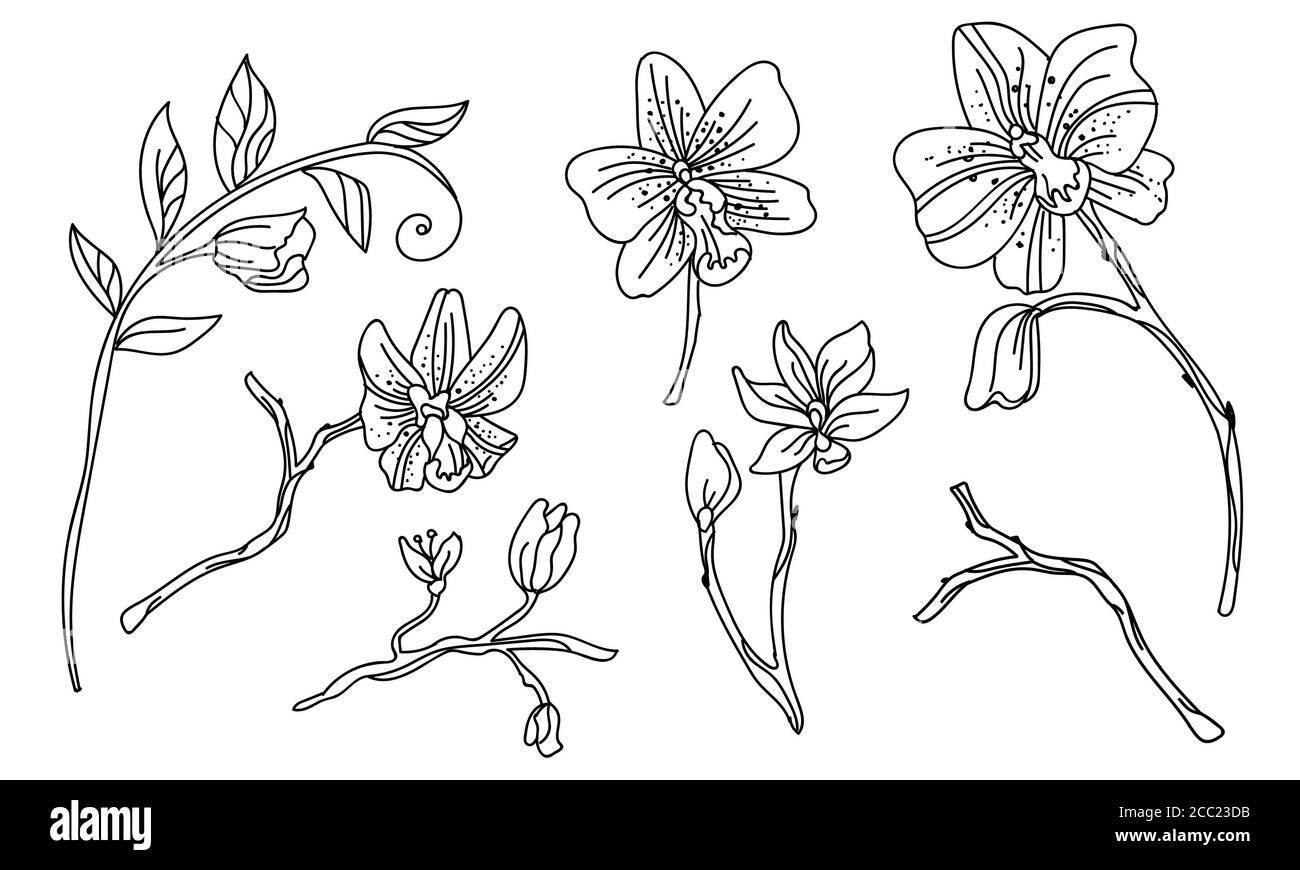 Set floreale botanico con fiori di orchidee disegnati a mano. Vector illustrazione modello floreale monocromatico per l'invito al matrimonio, caffè vegan, fiore Illustrazione Vettoriale