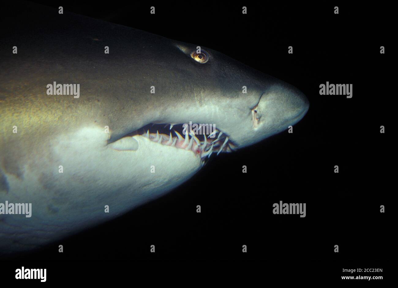 Grigio squalo nutrice - sandtiger-shark Foto stock - Alamy