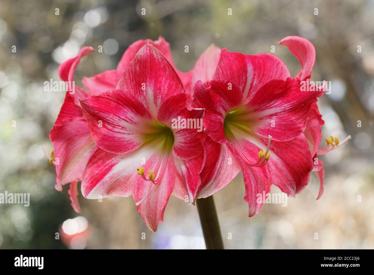 Amaryllis fiore, primo piano Foto Stock