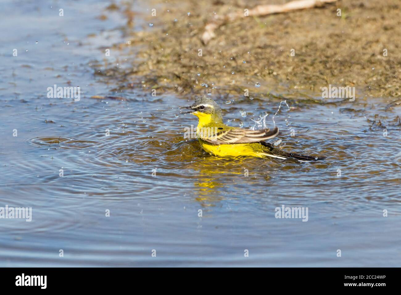 Germania, Schleswig Holstein, giallo Wagtail bird si appollaia in acqua Foto Stock