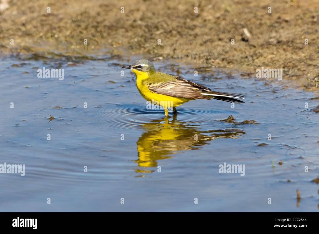 Germania, Schleswig Holstein, giallo Wagtail bird si appollaia in acqua Foto Stock