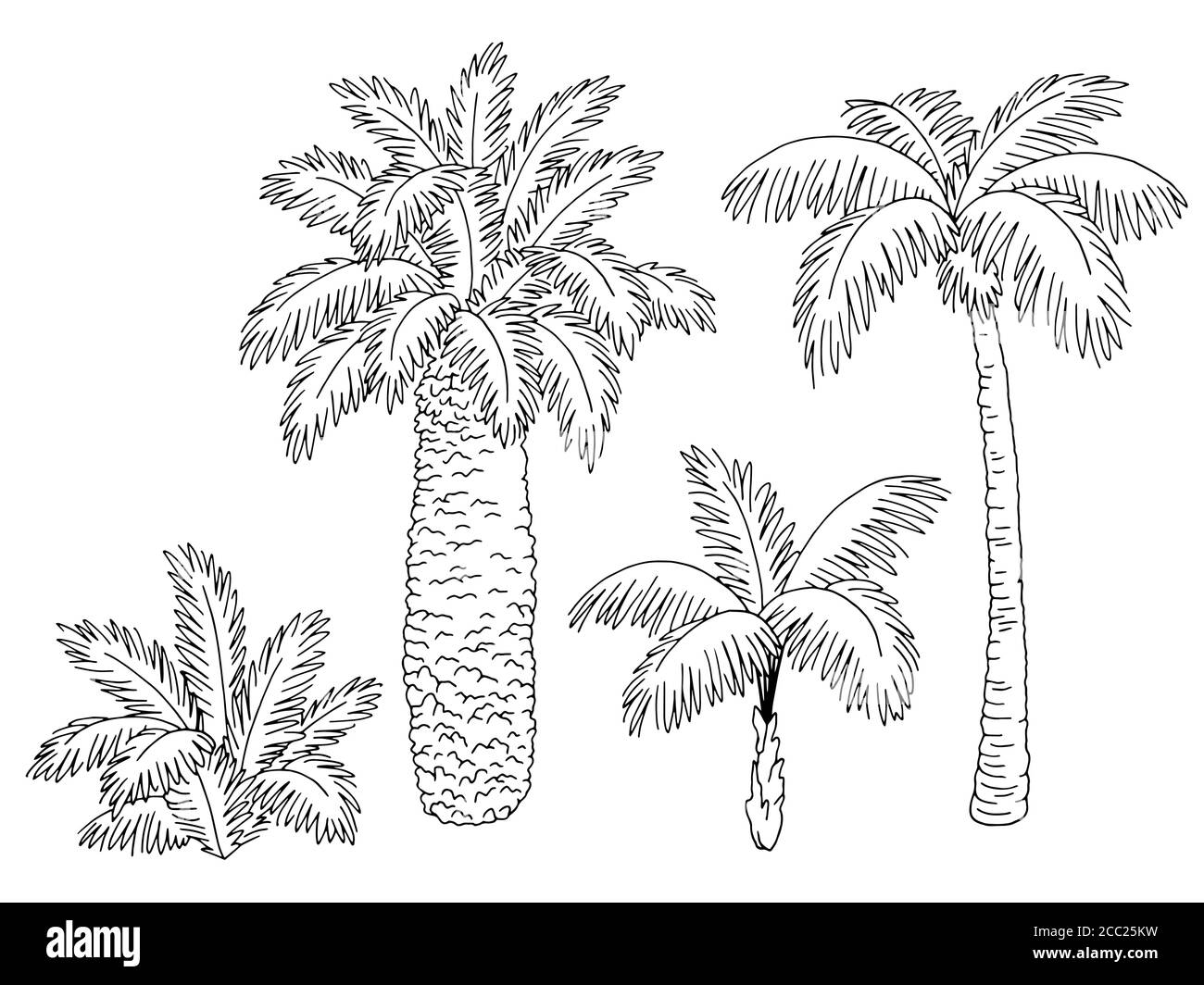 Palm tree set grafico bianco nero illustrazione dello schizzo isolato vettore Illustrazione Vettoriale