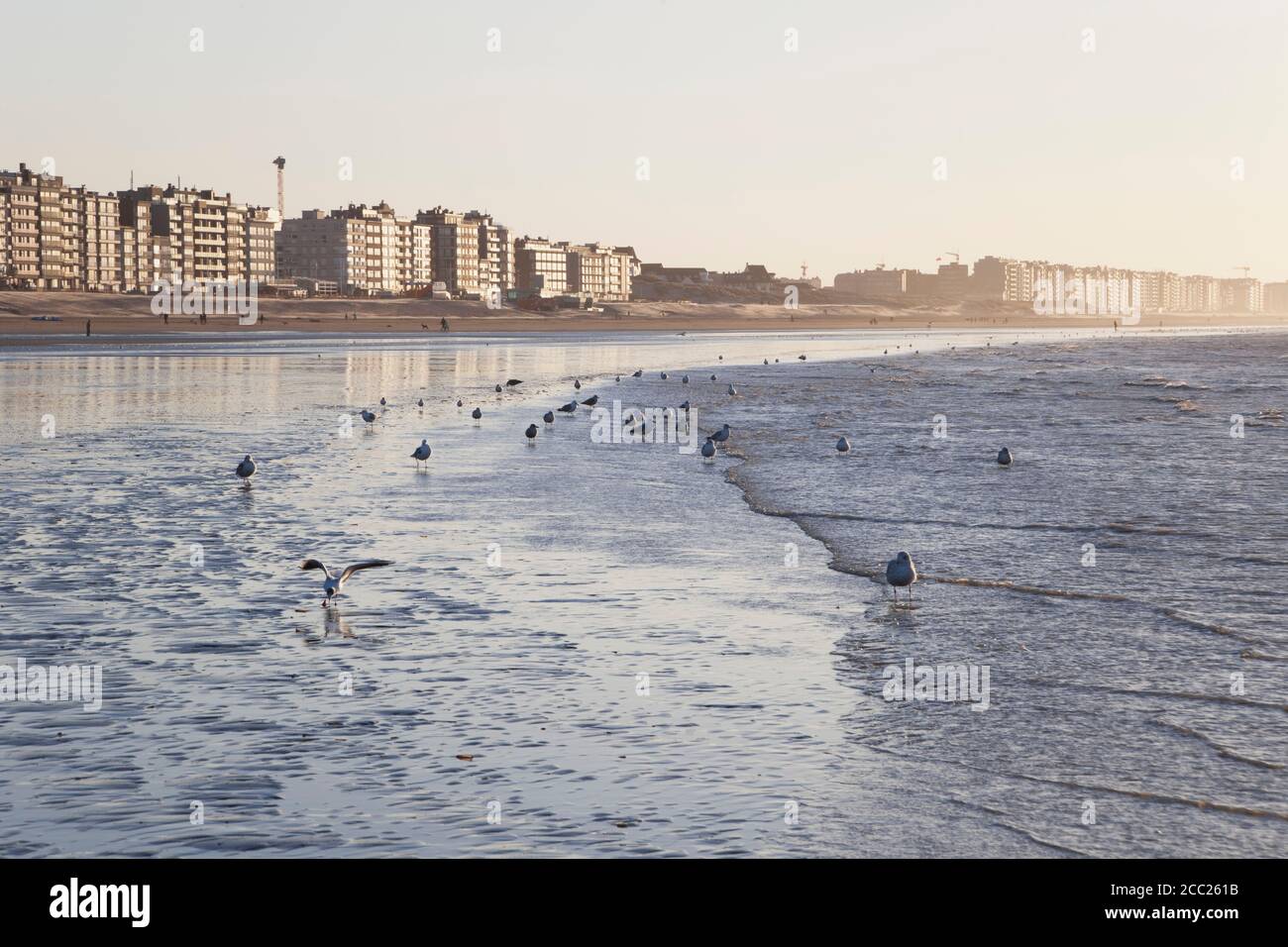 Belgio, Fiandre, vista di uccelli sulla costa Foto Stock