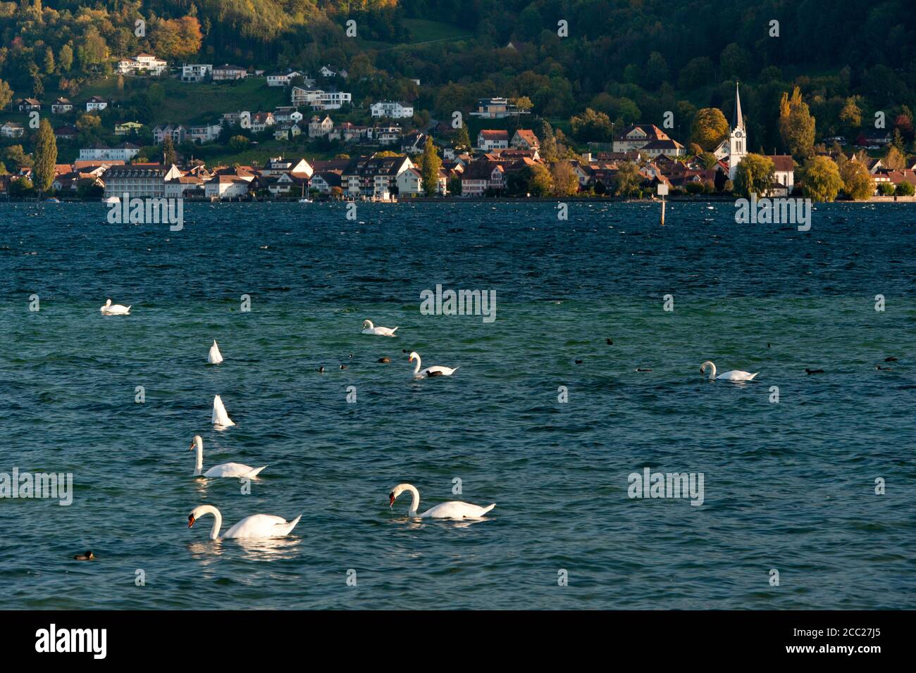 La Svizzera, Berlingen, cigni nuotare nel lago di Costanza con il villaggio in background Foto Stock