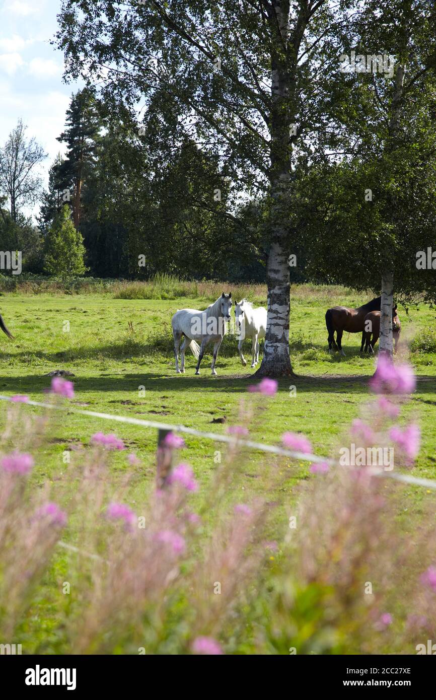 La Svezia, cavalli in piedi sull'erba Foto Stock