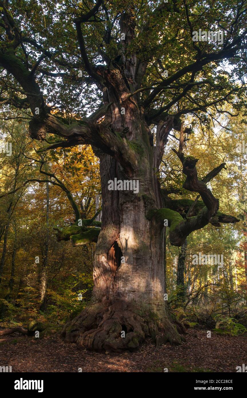 Germania, Hesse, morto quercia in autunno a Jungle Sababurg Foto Stock