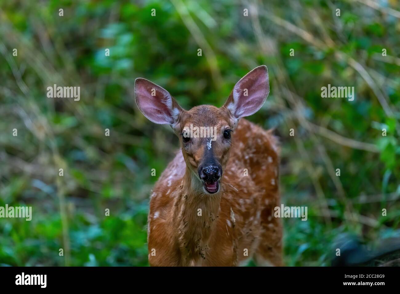 Primo piano di un cervo dalla coda bianca (Odocoileus virginianus) imprigionato in una foresta nel Michigan, Stati Uniti. Foto Stock