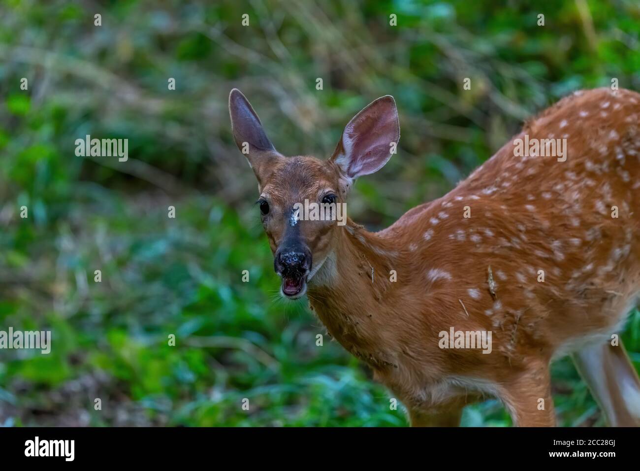 Primo piano di un cervo dalla coda bianca (Odocoileus virginianus) imprigionato in una foresta nel Michigan, Stati Uniti. Foto Stock
