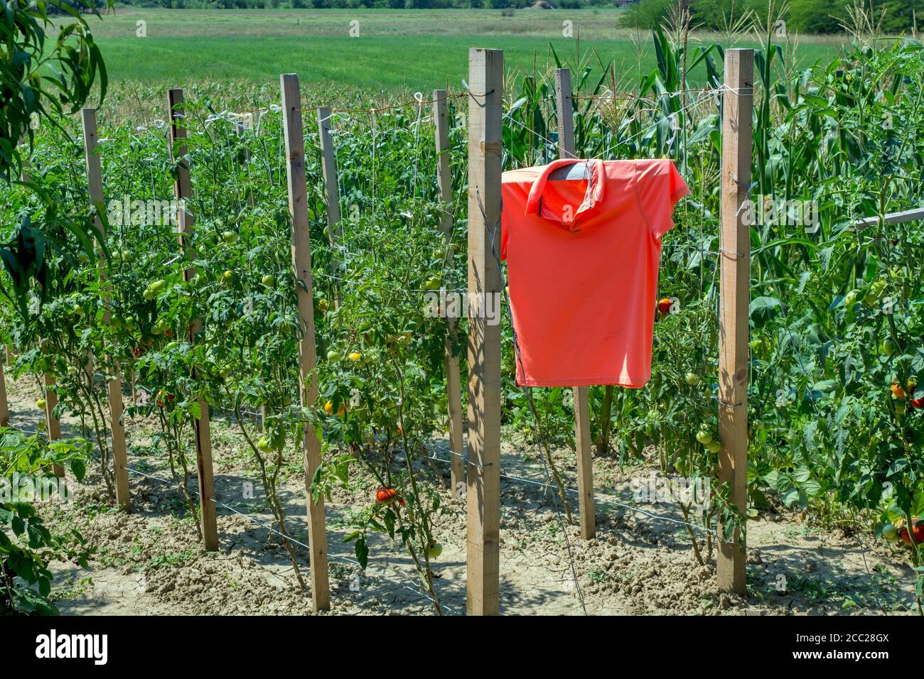 La T-shirt dai colori vivaci che oscilla tra le file di pomodori protegge gli uccelli dall'attacco alla frutta. Lo scarecrow dell'uccello è molto efficace, e. Foto Stock