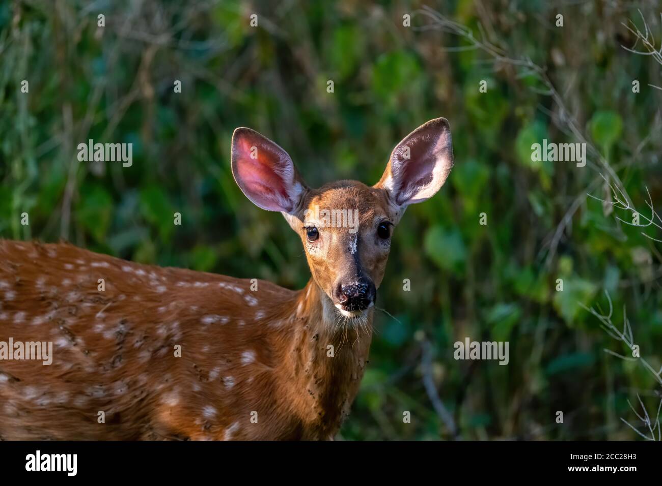 Primo piano di un cervo dalla coda bianca (Odocoileus virginianus) imprigionato in una foresta nel Michigan, Stati Uniti. Foto Stock