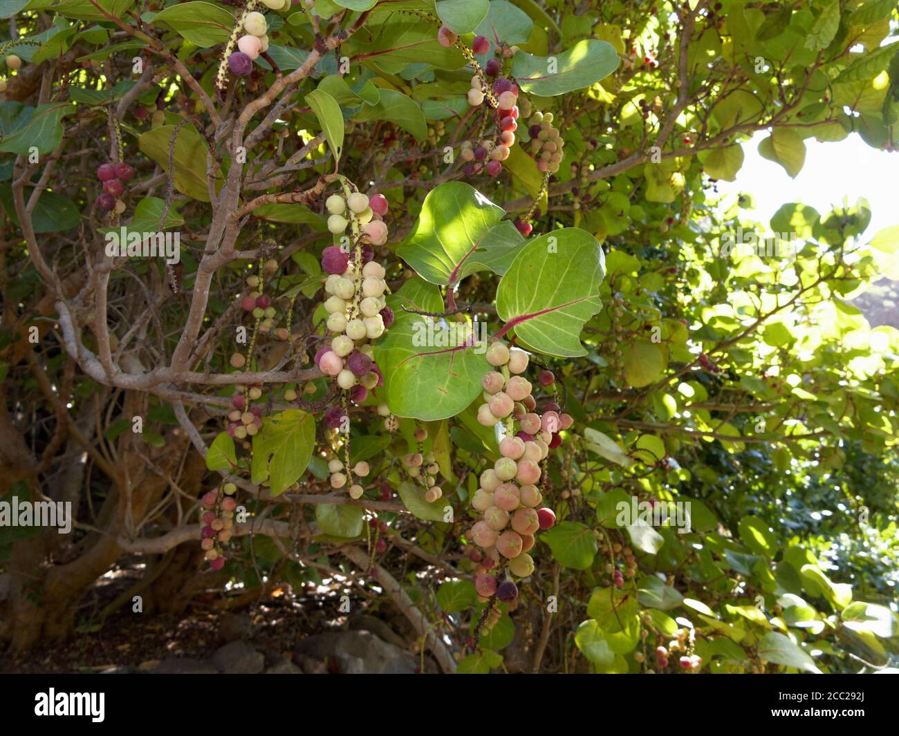 La Spagna, La Gomera, Coccoloba uvifera tree Foto Stock