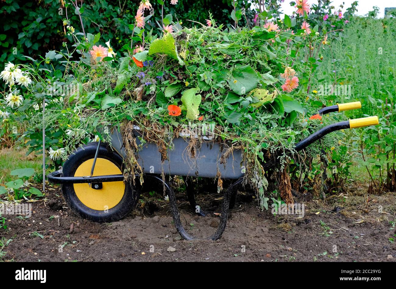 carriola completa in giardino inglese, norfolk, inghilterra Foto Stock