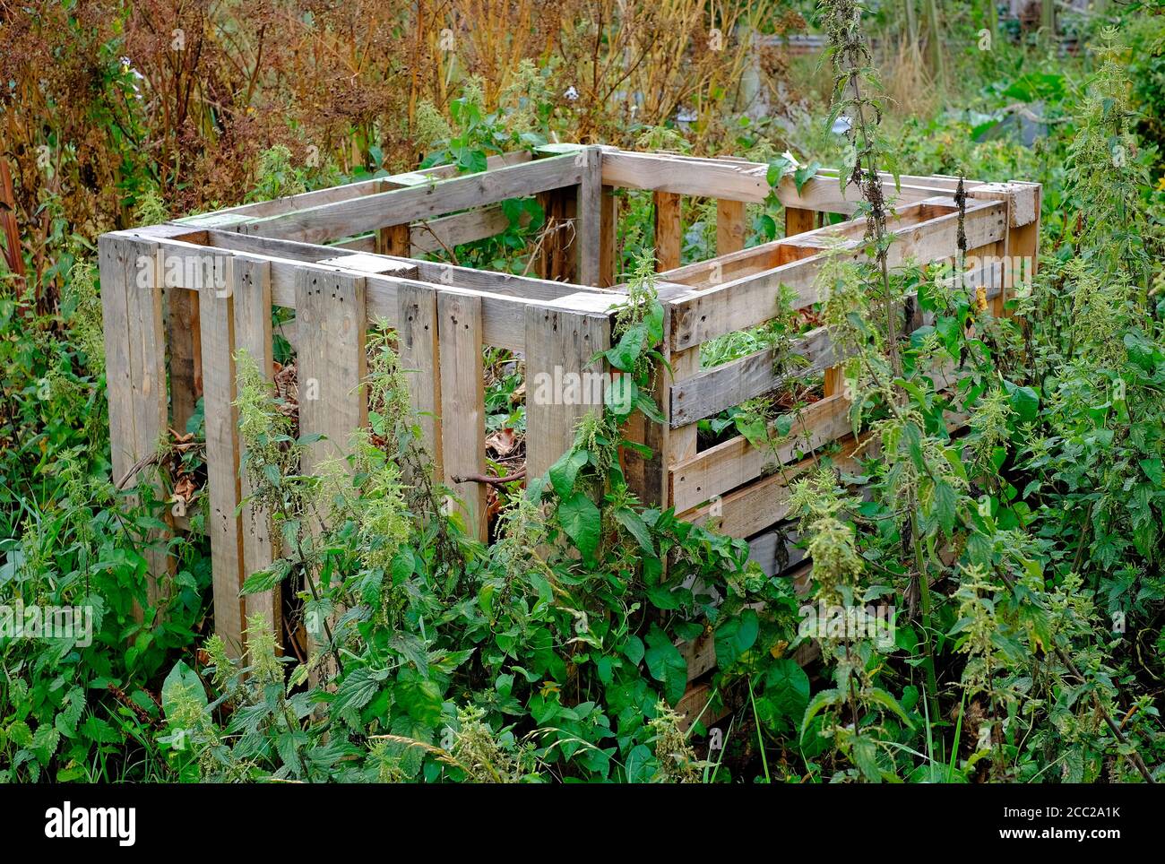 pallets di legno usati come muri di mucchio di composto in giardino inglese, norfolk, inghilterra Foto Stock