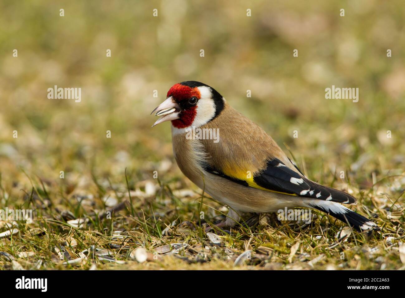 Germania, Assia, Goldfinch che perching su erba Foto Stock