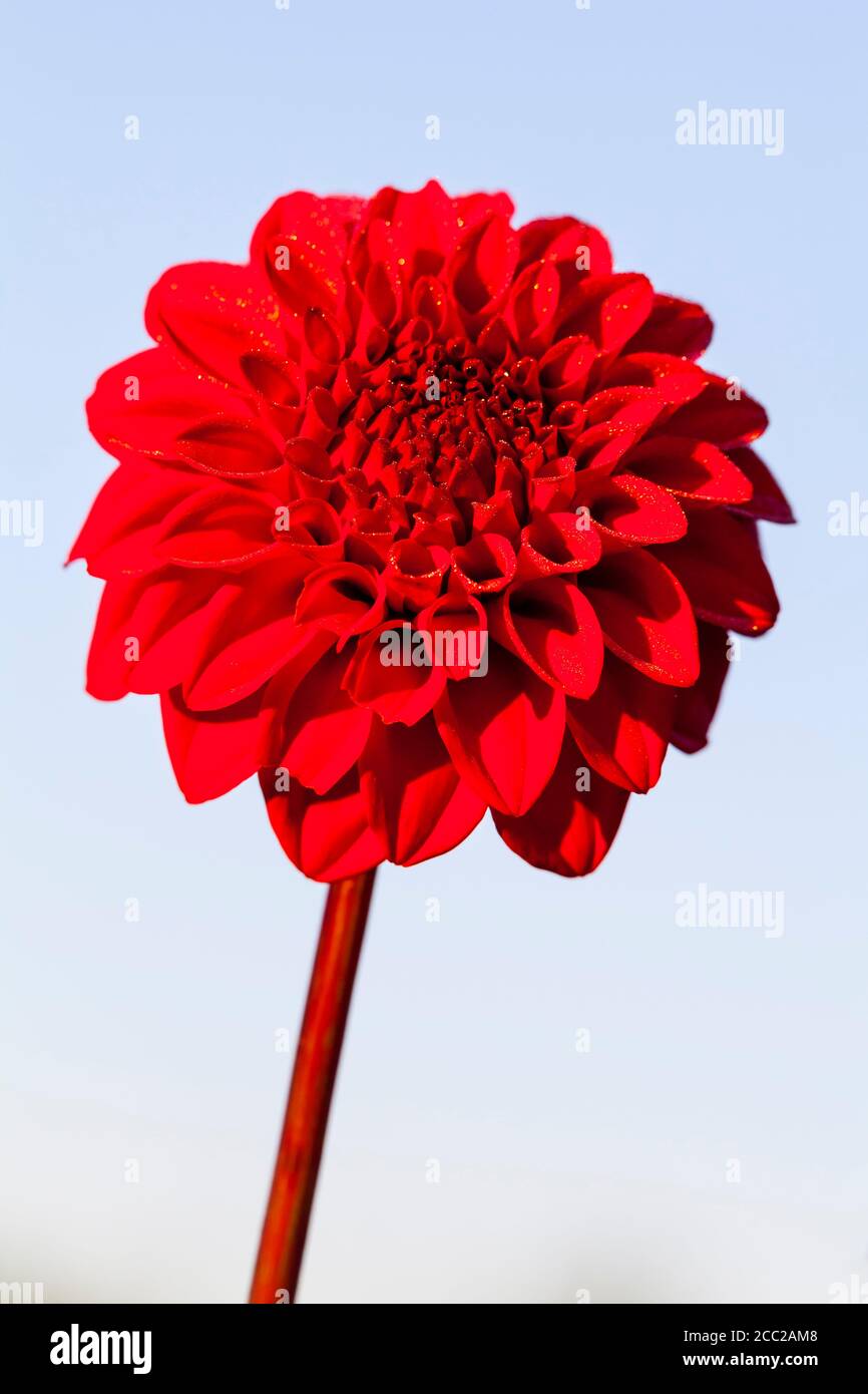 Germania, Hesse, Fiore Dahlia contro il cielo limpido, close up Foto Stock