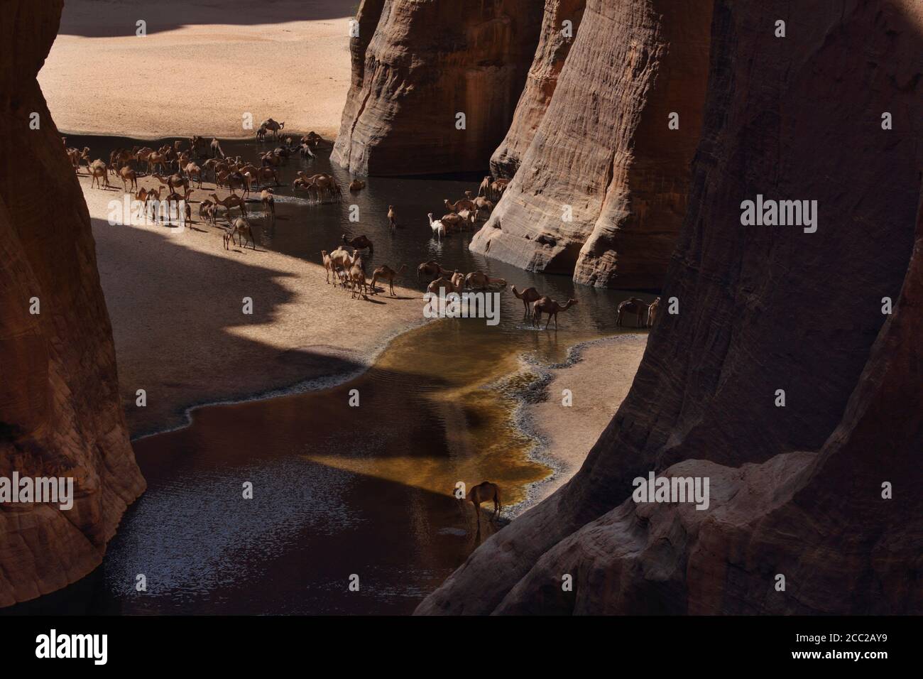 Africa, Ciad, Vista dei cammelli a Guelta d'Archei Foto Stock