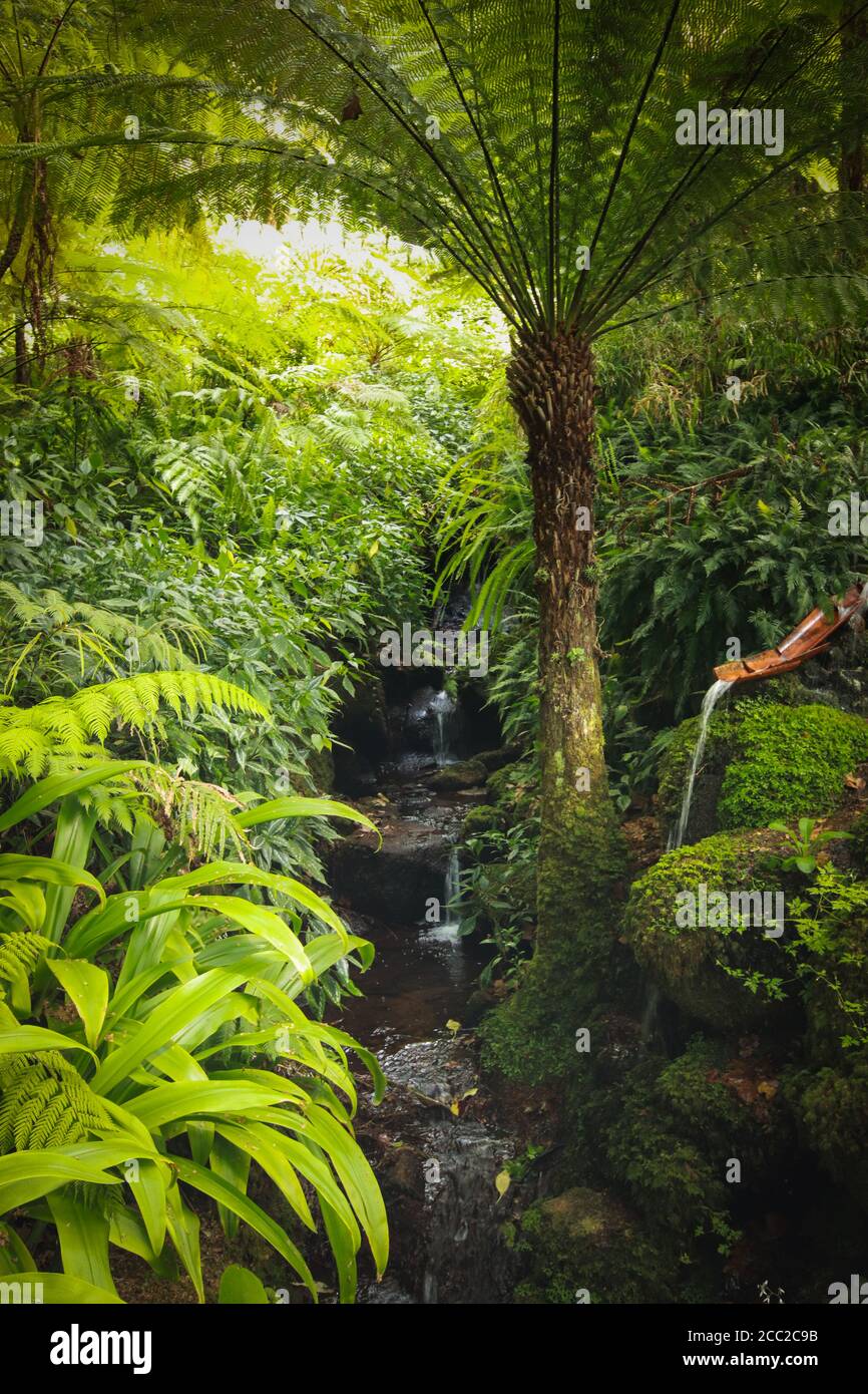 brook in una giungla tropicale circondata da vegetazione Foto Stock