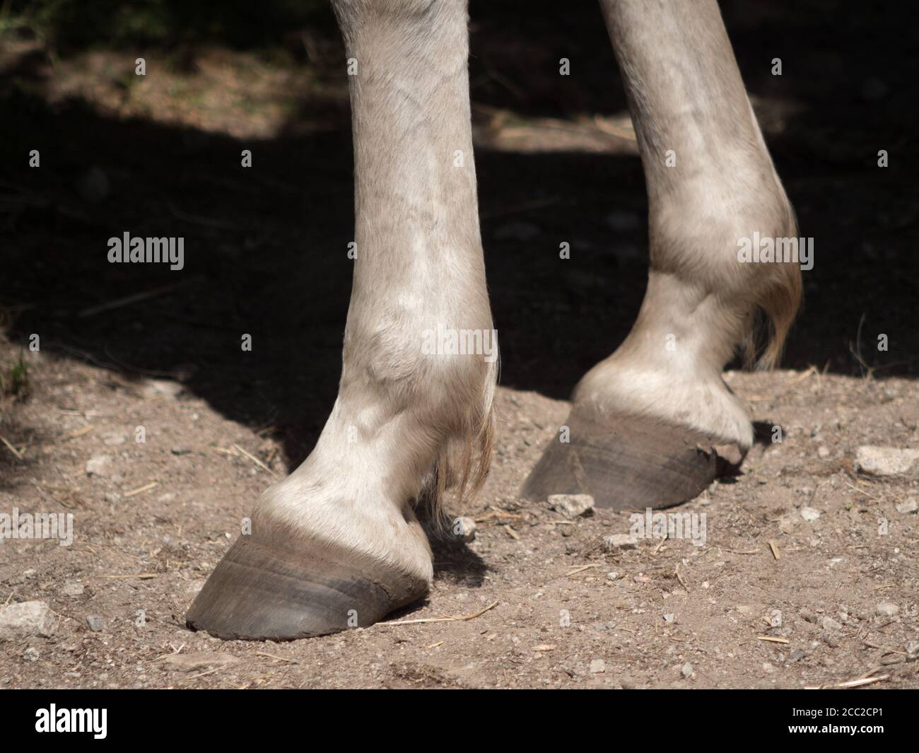 Primo piano orizzontale di cavallo bianco a piedi nudi. Foto Stock