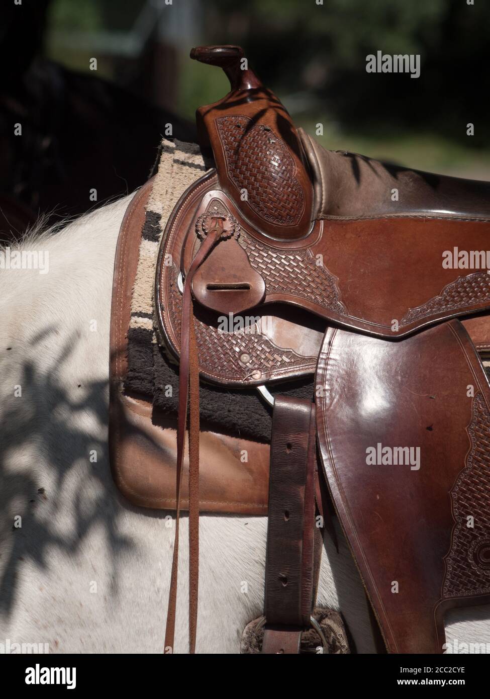 Primo piano di una sella occidentale su un cavallo bianco. Foto Stock Primo piano di una sella occidentale su un cavallo bianco. Foto Stock