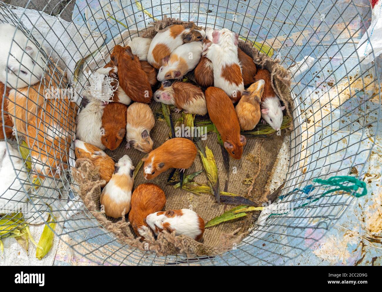 La cavia, o cavia (cavia porcellus), per la vendita a il mercato animale, Otavalo, Ecuador. Usato come alimento di base in Bolivia, Ecuador e Perù. Foto Stock