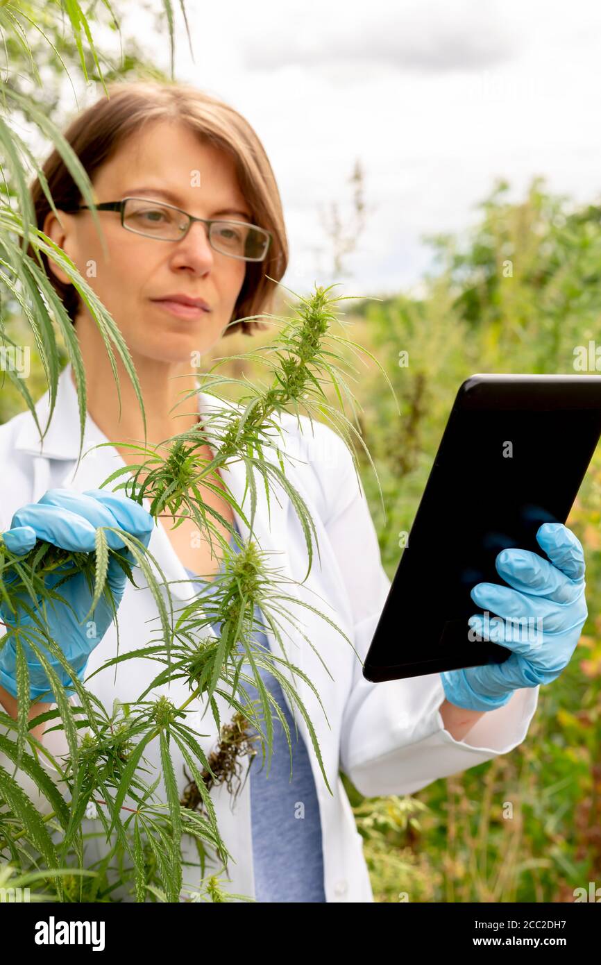 Uno scienziato esamina la cannabis con una tavoletta in mano. Ricerca medica di piante di foglie di canapa. Foto Stock